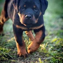 Rottweiler Puppies Seeking Loving Homes in Palm Bay, FL in Palm Bay, fl