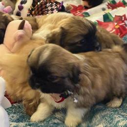 Pekingese Puppies Available in Boulder, co