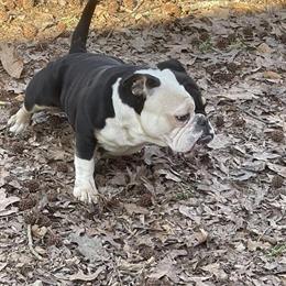 Female Bully Ashanti Available for Rehoming in Raleigh, nc