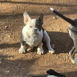 Male Tri Color Dog Ready for New Home in Raleigh, nc