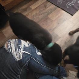 AKC Registered Puppies Ready for Christmas in Owingsville, ky