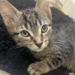 Male Kitten, 3 Months Old, Litter Box Trained in Warren, mi