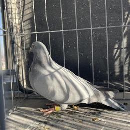 Beautiful Blue Barless Homers for Sale in New York, ny