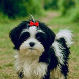Tiny Tea Cup Morkie Girl Looking for a Forever Home in Cumming, ga