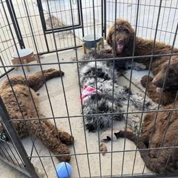Bernedoodle Puppies Available at Reduced Price in Waynesville, nc