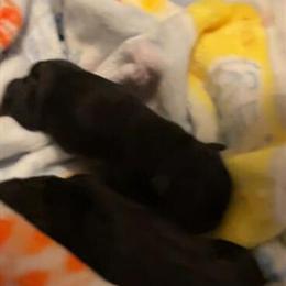 French Bulldog Puppies for Adoption in Minneapolis, mn