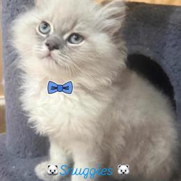 Persian Kittens Ready for Loving Homes in Dearborn, mi
