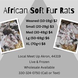 African Soft Fur Rats for Sale - Live & Frozen in Akron, oh