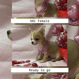Chihuahuas from AKC Champion Lines Ready for New Homes in Louisville, ky