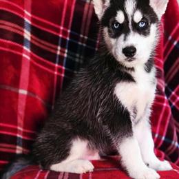 Siberian Husky puppies available, born September 24th, 2025 in Coshocton, oh