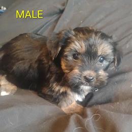 Yorkshire Terrier Puppies Ready for New Homes in Grand Blanc, mi