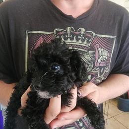 Toy Poodle Puppies Available in Various Colors in Montrose, co