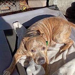 Two Rescued Dogs Seeking Loving Homes in Tampa, fl