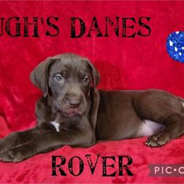 Great Dane Puppy Available Born 11/12/24 in Franksville, wi