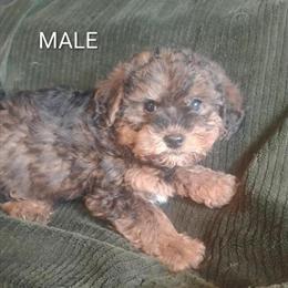 Yorkiepoo Puppies Ready for Forever Homes in Grand Blanc, mi