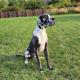 Great Dane Puppies Expected November 2023 in Franksville, wi