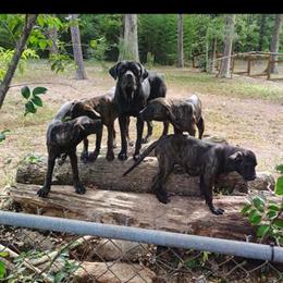 Cane Corso Puppies Available - 4 Females Left in Birmingham, al