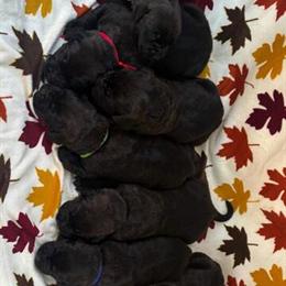 Cane Corso Puppies Available from Excellent Bloodlines in Birmingham, al