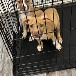 American Pit Bull Puppies for Sale in Gainesville, fl