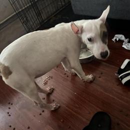 Pit Bull Puppy - 5 Months Old, Ready for a New Home in Gainesville, fl
