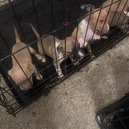 Redboy Jeep Rascal Pups Available in Gainesville, fl