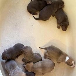 Purebred Bulldogs for Christmas in Amelia Court House, va