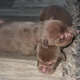 Bulldog Puppies from Franky the Freak Bloodline for Christmas in Amelia Court House, va