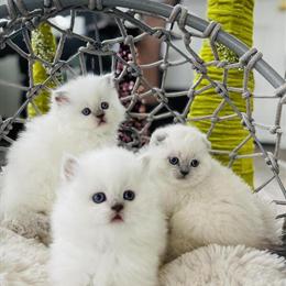 Scottish Fold Kittens Seeking Loving Homes in Charlottesville, va