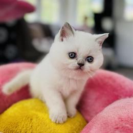 Scottish Straight Female Kittens Looking for Loving Homes in Charlottesville, va