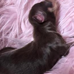 Miniature Dachshund Male for Sale in Lynchburg, va