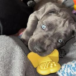 Beautiful Blue Great Danes Available for Adoption in Chicago, il