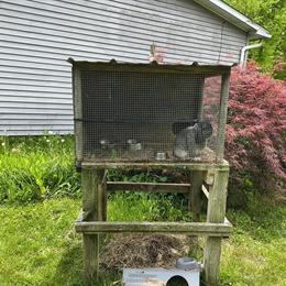 Holland Lop Rabbit with Outdoor Hutch for Sale in Lapeer, mi