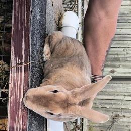 Female Standard Rex Rabbit Looking for a New Home in Lapeer, mi