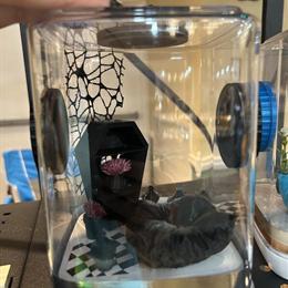 Jumping Spiders and Enclosures Available - Pickup in NC and VA in Elizabeth City, nc