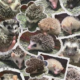 Hedgehogs Available for Pickup in NC and VA in Elizabeth City, nc