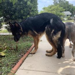 German Shepherd Stud Available for Breeding in New Port Richey, fl