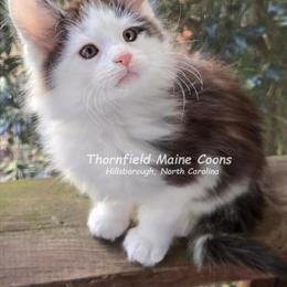 Maine Coon Kittens Available for Christmas in Hillsborough, nc