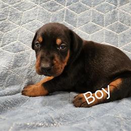 Doberman Pinscher Puppies AKC Available Now in Louisburg, nc