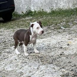 10 Week Old Female American Bully Available in Camden, nj