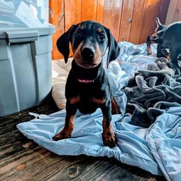 Doberman Puppies Ready for Forever Homes in Chattanooga, tn
