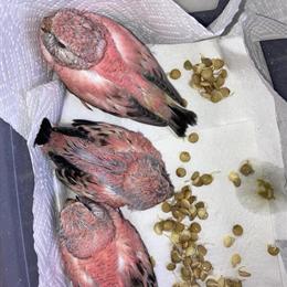 Bourke's Parakeets for Sale in Greensburg, pa