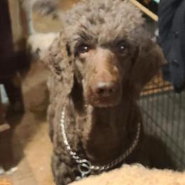 Poodle Stud Service by Prince SuZee in Grand Rapids, MI in Grand Rapids, mi