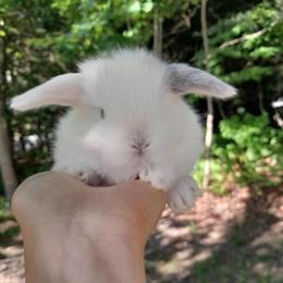 Holland Lop Baby Bunnies - Hand Raised and Litter Trained in Freehold, nj
