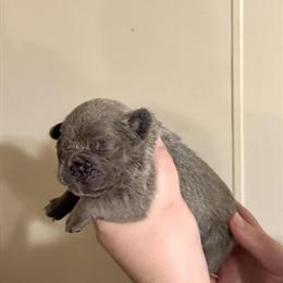 French Bulldog Puppies: 2 Males and 3 Females Available in Virginia Beach, va