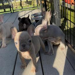 AKC French Bulldogs Ready for New Families in Virginia Beach, va