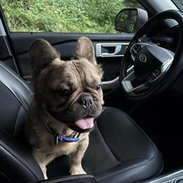 Fluffy French Bulldog Stud Available – AKC Certified in Hawley, pa