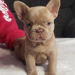 French Bulldog Puppies for Sale - 8 Weeks Old in Goodlettsville, tn