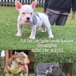 Exotic Bully for Sale - 5 Months Old, Energetic and Playful in Denham Springs, la