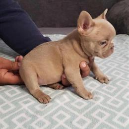 Fluffy French Bulldog Puppies - 7 Weeks Old - $2,500 in Goodlettsville, tn
