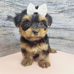 Yorkshire Terrier Puppies for Sale in New York and New Jersey in Brooklyn, ny